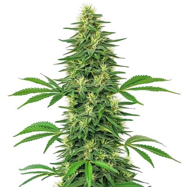 Alien OG-image