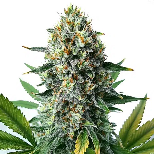 Alien OG Fast Version-image