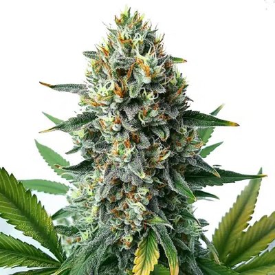 Alien OG Fast Version