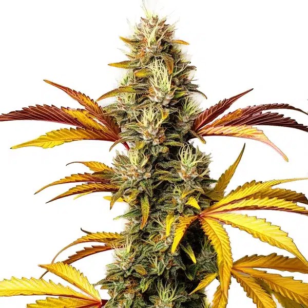 Alien Og Regular-image