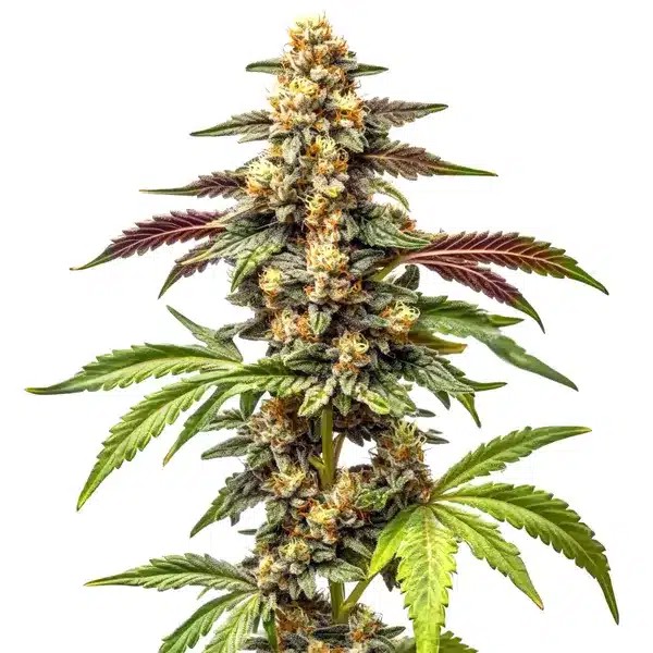Alien Rock Candy F1-image