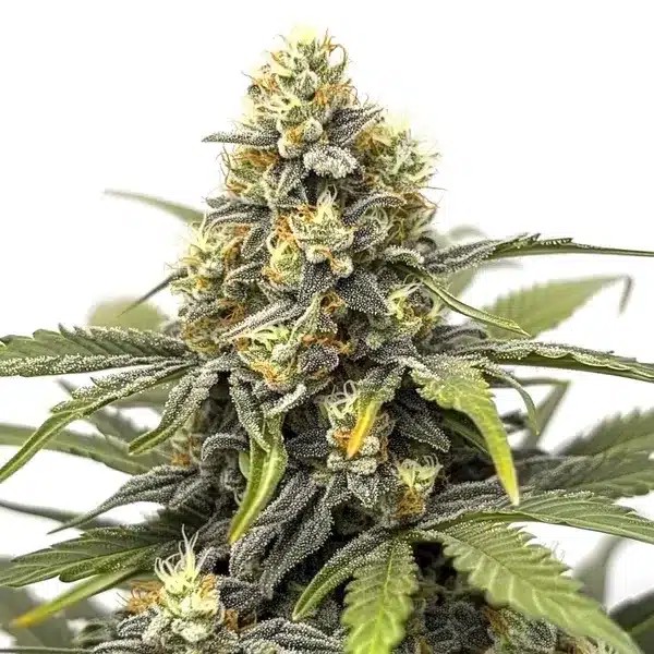 Amnesia-image