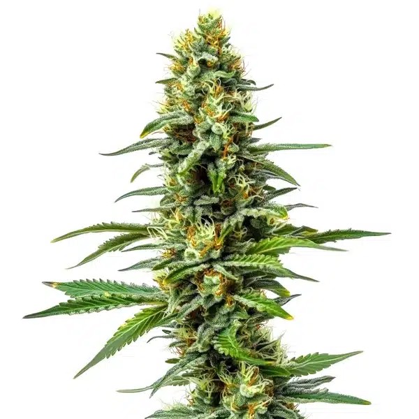 Amnesia AK 47-image