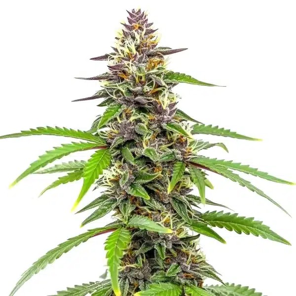 Amnesia Blue Headband-image