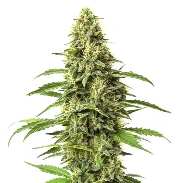 Amnesia CBD-image