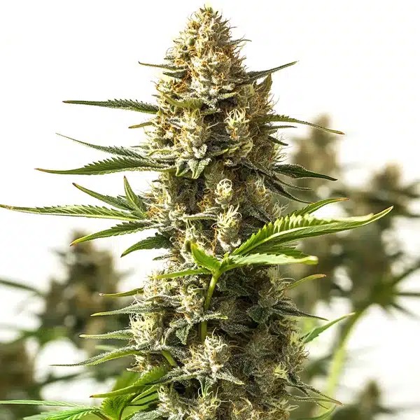 Amnesia Cookies-image