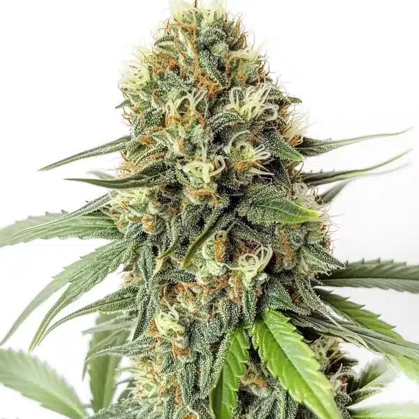 Amnesia F1-image