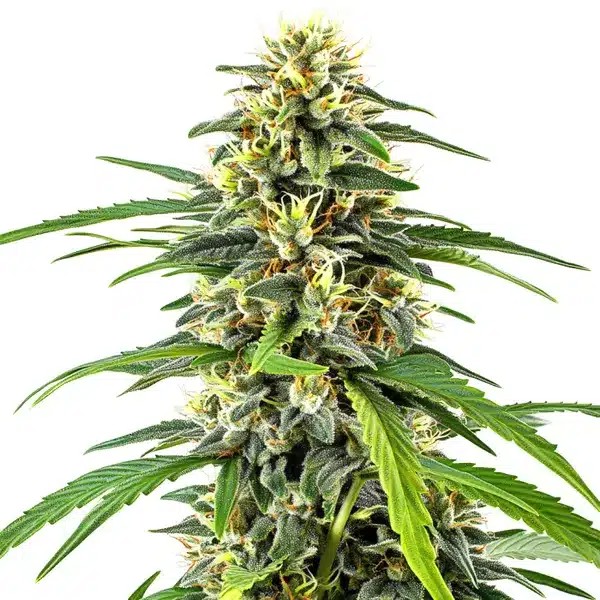 Amnesia Haze-image