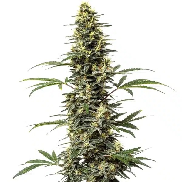 Amnesia Hypro-image