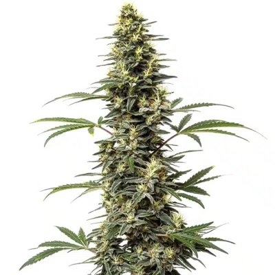 Amnesia Hypro