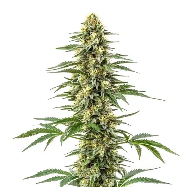 Amnesia Kush-image