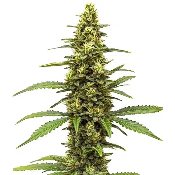 Amnesia Kush Regular-image