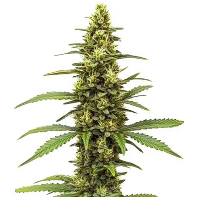 Amnesia Kush Regular
