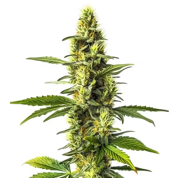 Amnesia Lemon-image