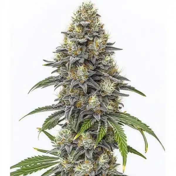 Amnesia Lemon Cake Boom Regular-image