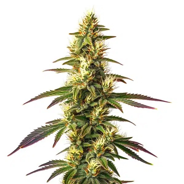 Amnesia Lemon Fast Version-image