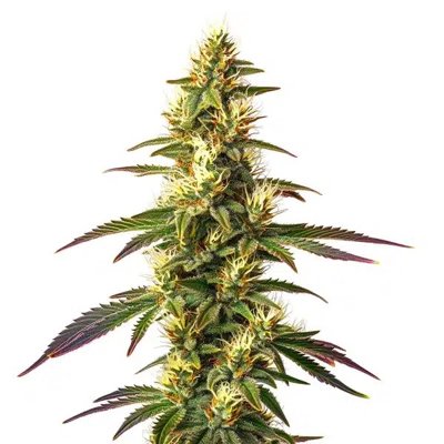 Amnesia Lemon Fast Version