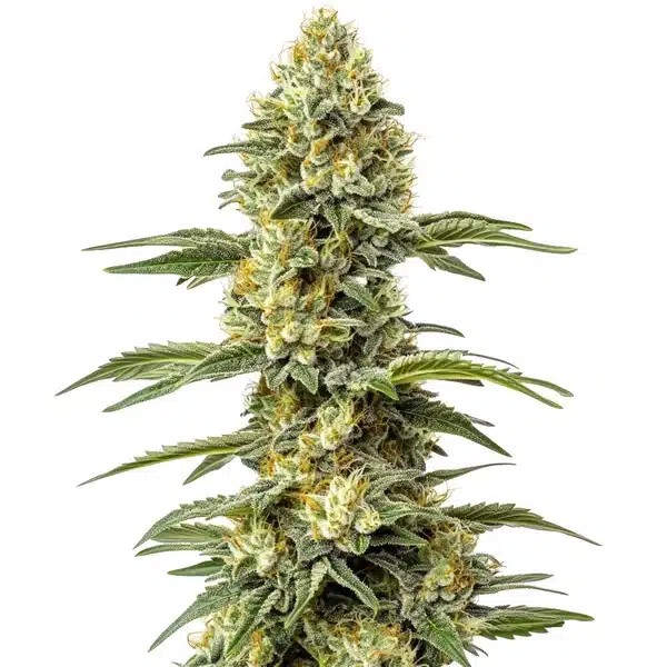 Amnesia Lemon Regular-image