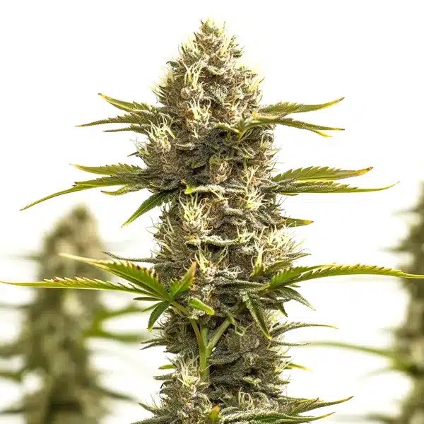 Amnesia Lemon x White Widow-image