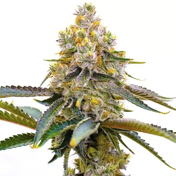 Amnesia Purple-image