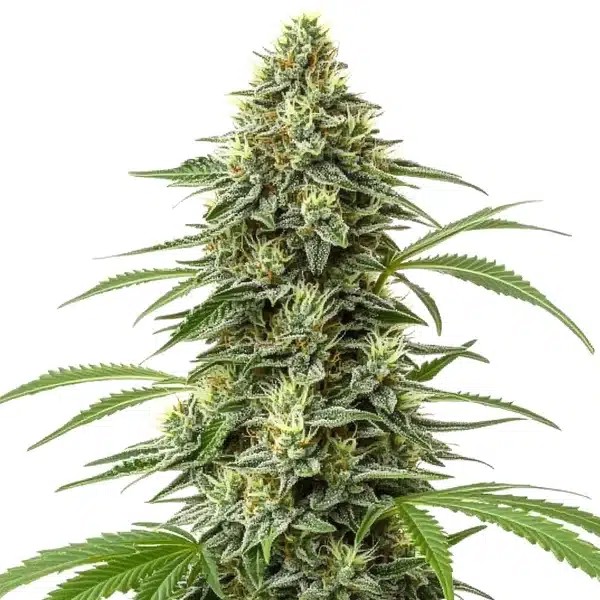 Amnesia Regular-image
