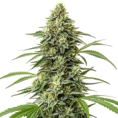 Amnesia Regular
