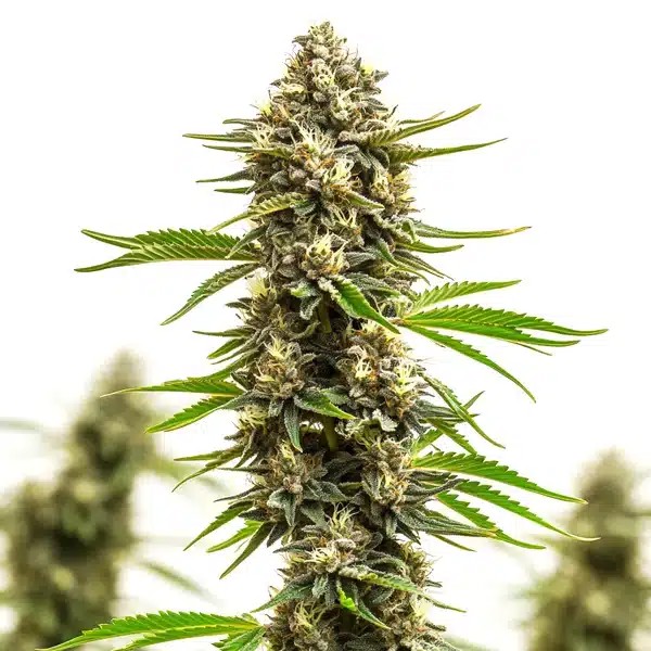 Amnesia x Bruce Banner-image