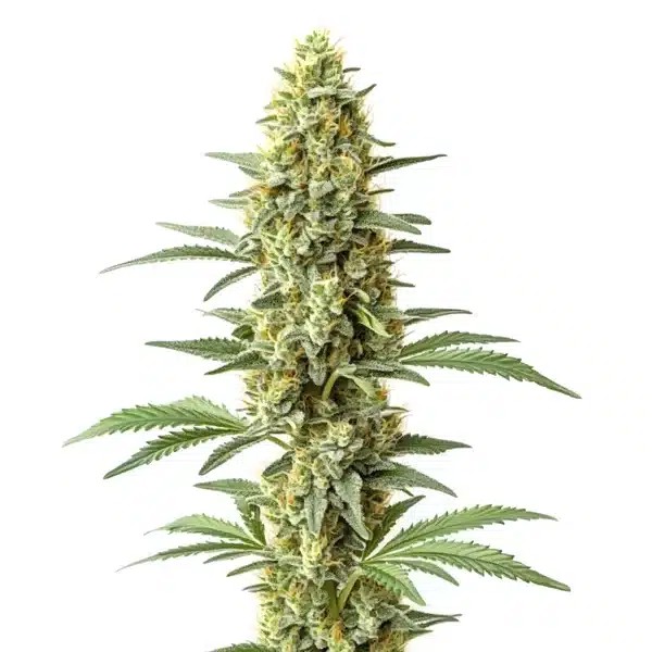 Amnesia x Kali Mist-image