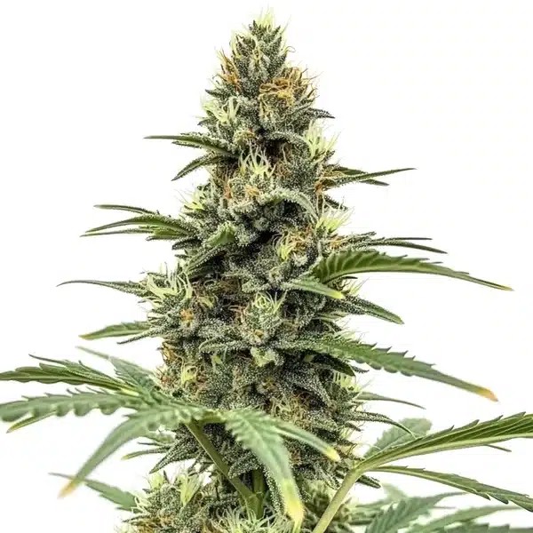 Amnesia x Nicole Kush-image