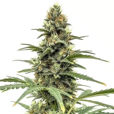 Amnesia x Nicole Kush
