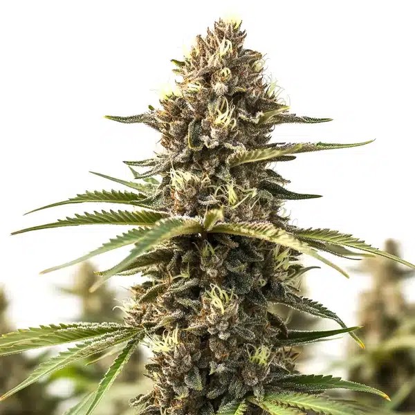 Animal Cookies-image