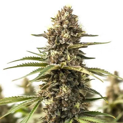 Animal Cookies
