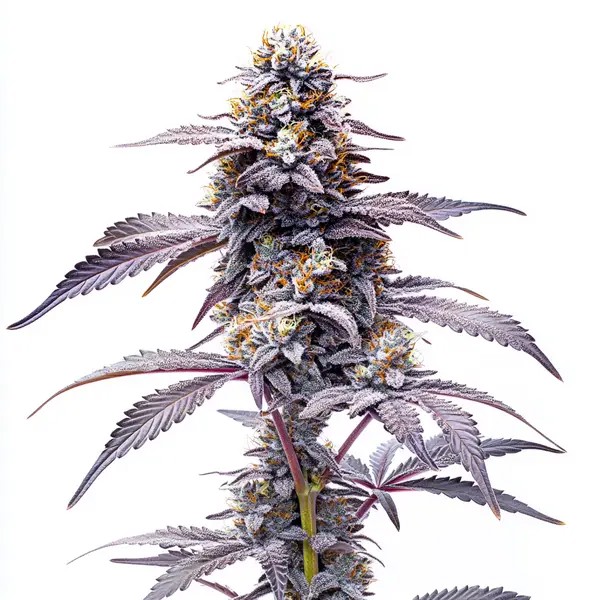 Animal Mints-image