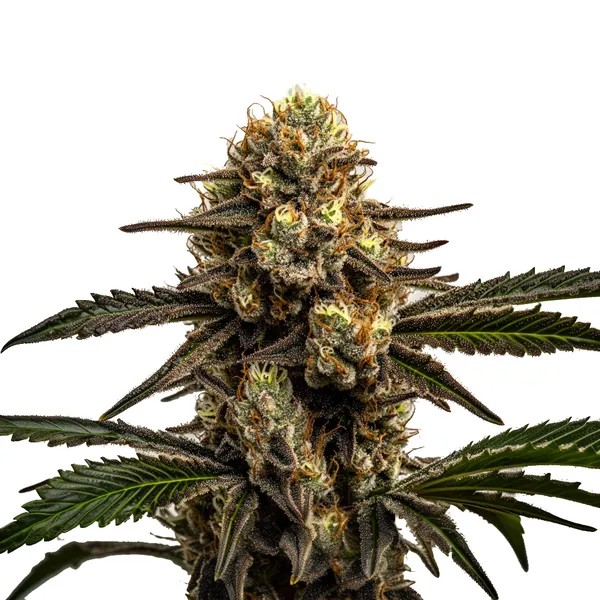 Apple Fritter-image