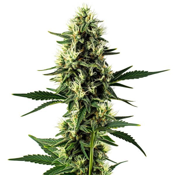 Aurora Indica-image