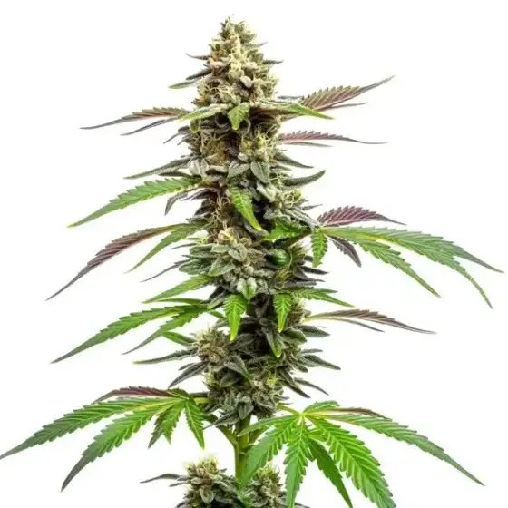 Auto CBD Med Go