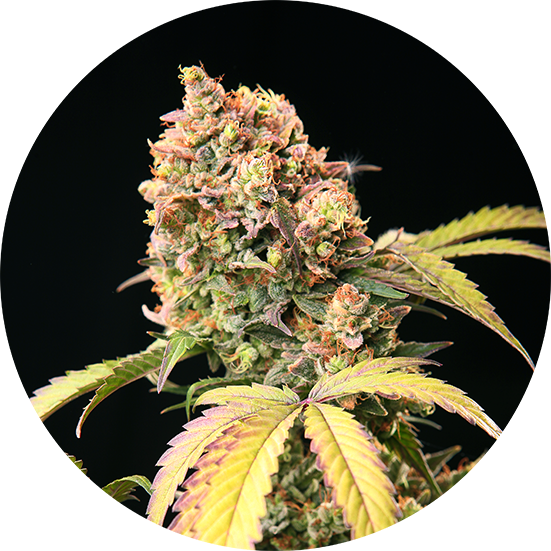 demon-auto-tao-image