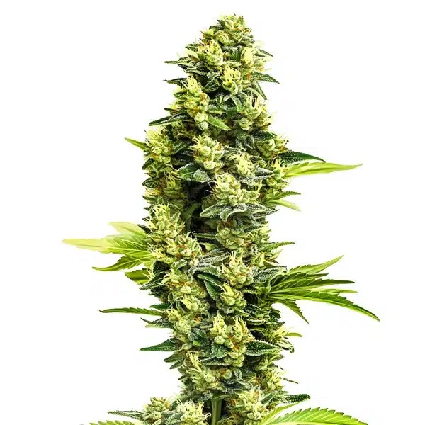 Banana Kush Regular-image