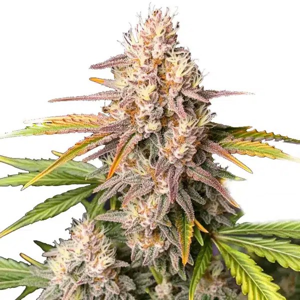 Bc God Bud Regular-image