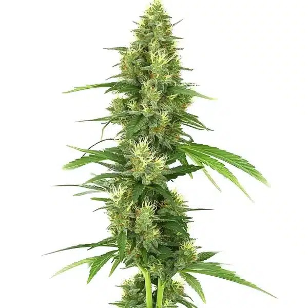 Big Bud-image