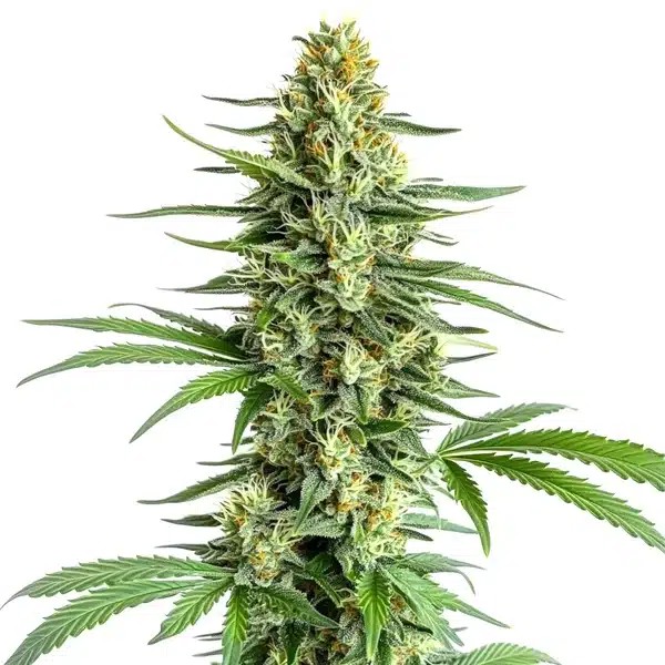 Big Bud Regular-image