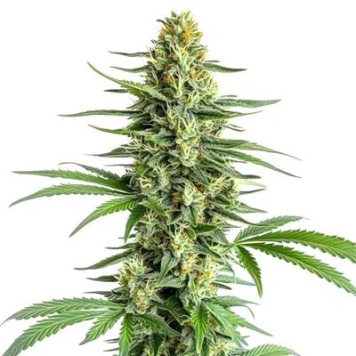 Big Bud Regular