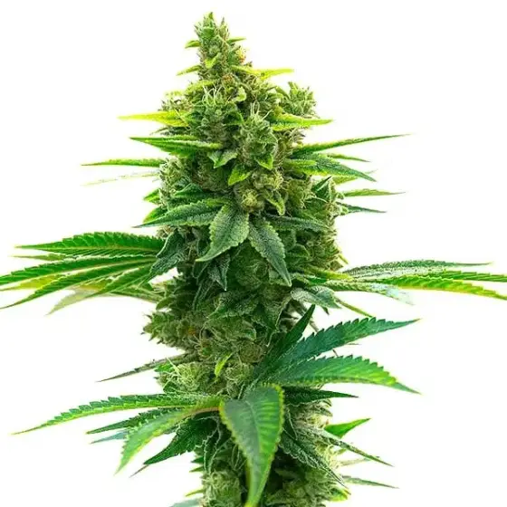Big Jack Widow Auto