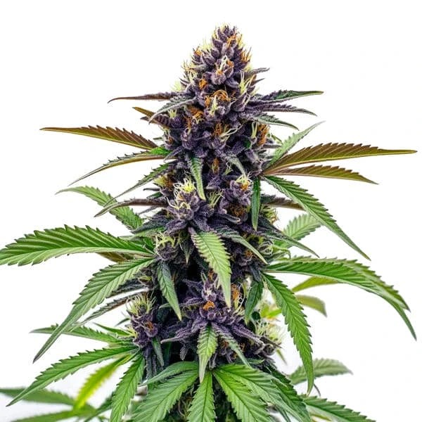 Black Cherry Soda-image