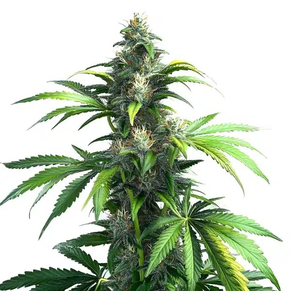 Black Demon OG-image