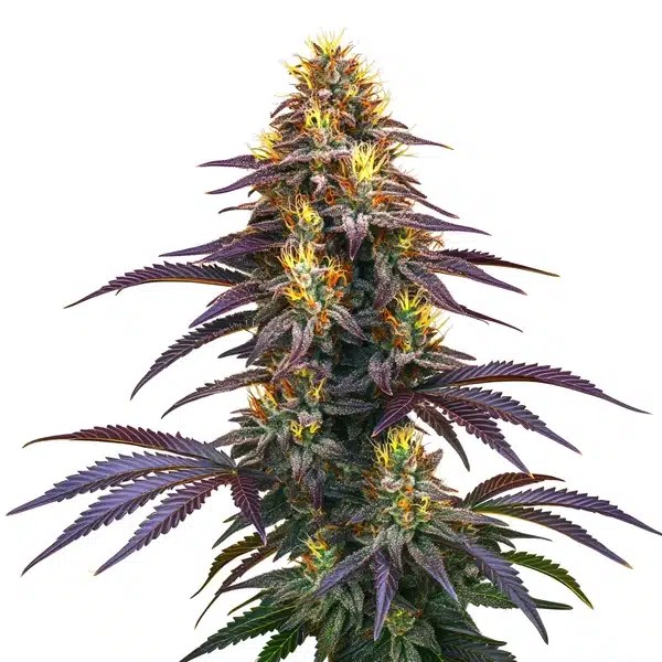 Black Domina-image