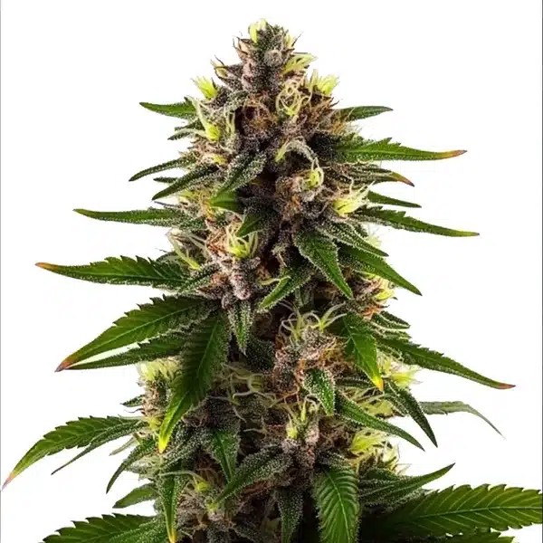 Black Domina Fast Version-image