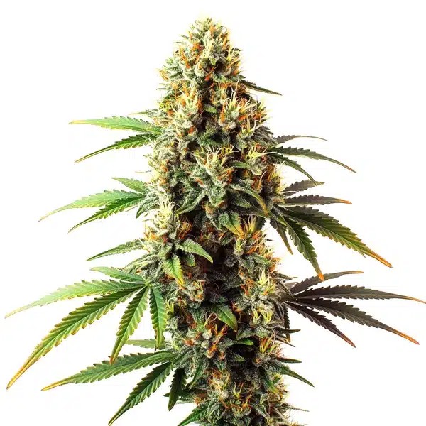 Black Domina Regular-image