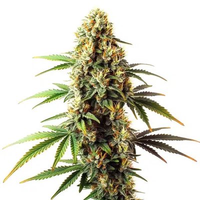 Black Domina Regular
