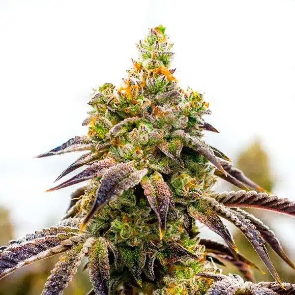 Black Domina x Afghan Kush-image